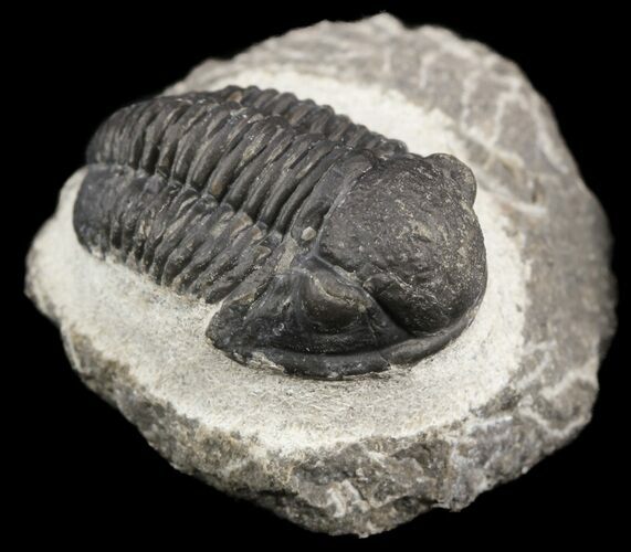 Gerastos Trilobite Fossil - Morocco #52111